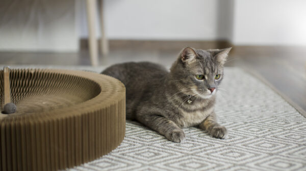 cat cooling mat