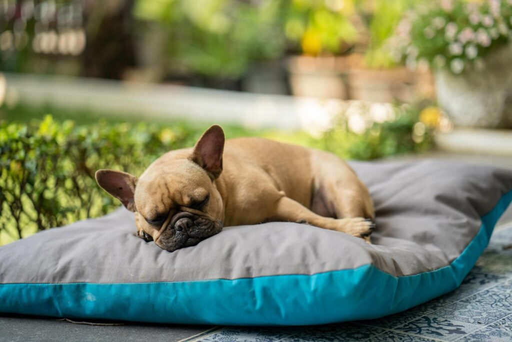 dog cooling mats