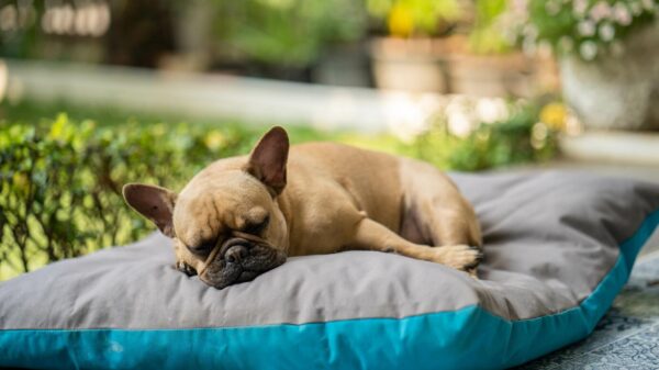 dog cooling mats