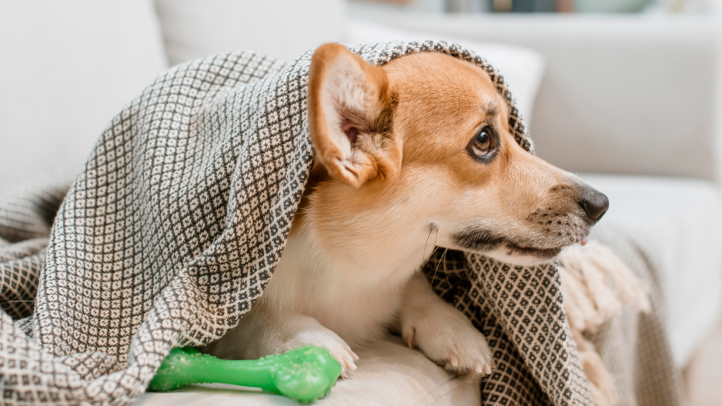 best dog blankets