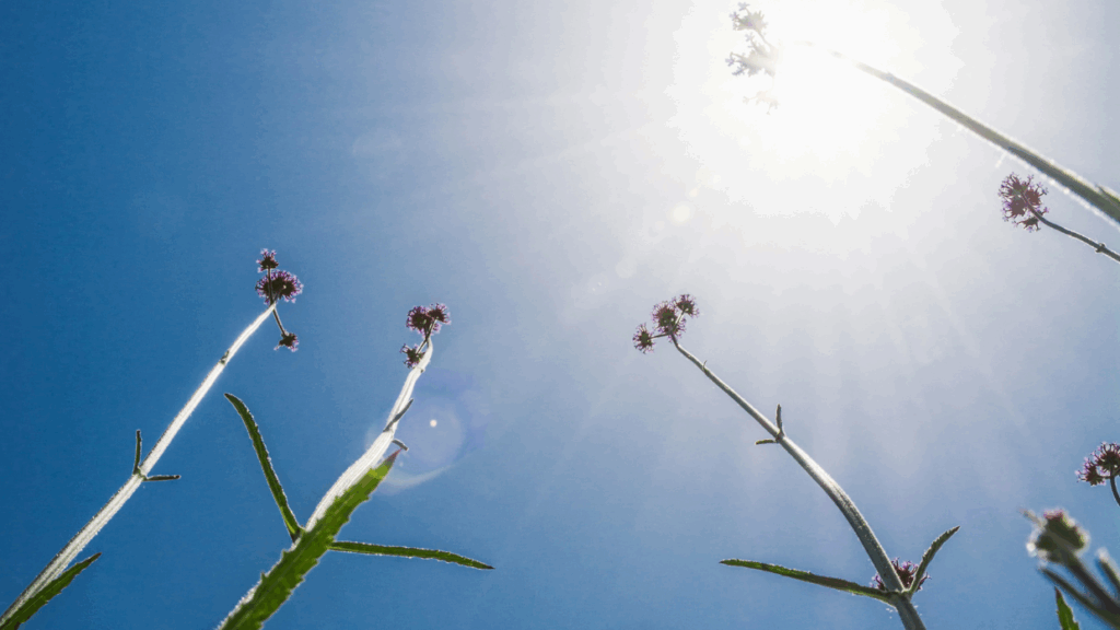 UK Heatwave Weather Forecast