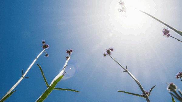 UK Heatwave Weather Forecast