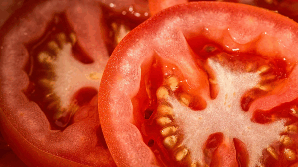 tomatoes recalled